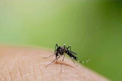 Even as Influenza Hovers Around, Dengue Makes Comeback with Changing Seasons