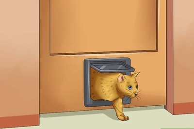 How to Create a Room for Your Cat