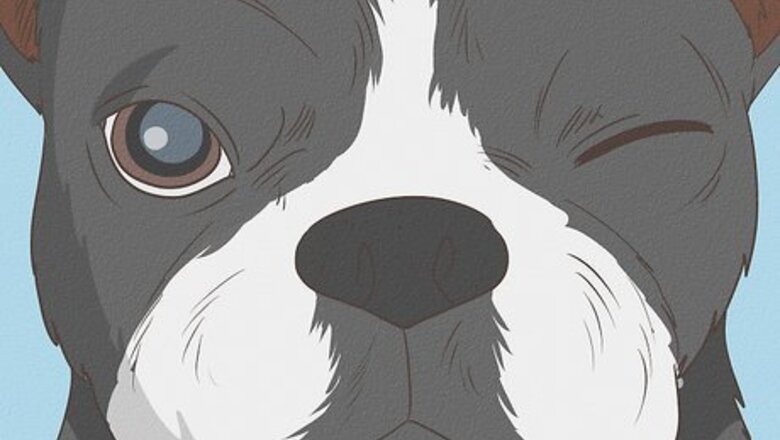 How to Diagnose Eye Problems in Boston Terriers