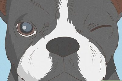 How to Diagnose Eye Problems in Boston Terriers