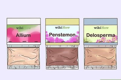 How to Grow Perennials From Seed