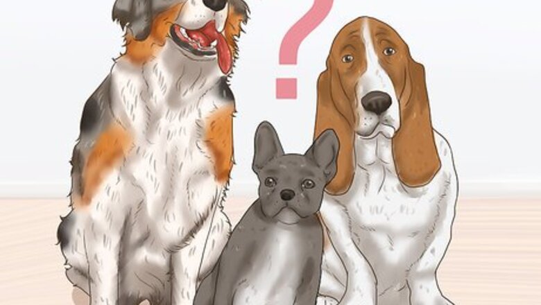 How to Foster Senior Dogs
