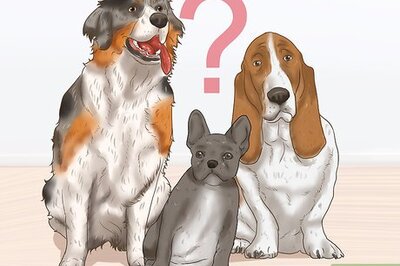 How to Foster Senior Dogs