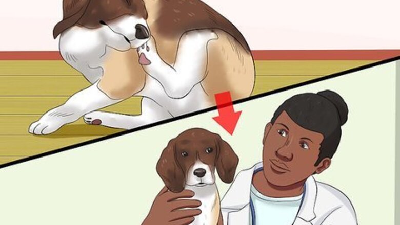 How to Make Allergy Food for Dogs
