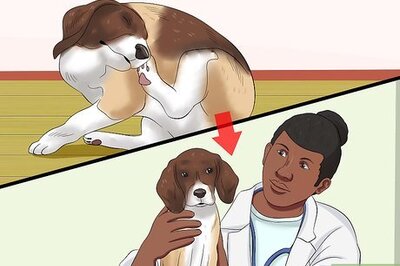 How to Make Allergy Food for Dogs