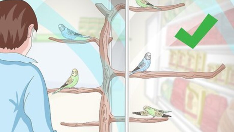 How to Own a Parakeet