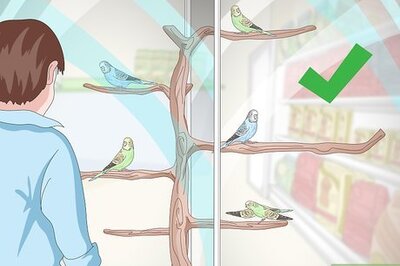 How to Own a Parakeet