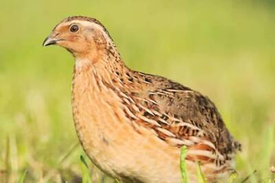 Why Eating Common Quail Meat Can Cost You Your Life