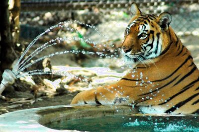 Bengal Forest Dept Radio Collars Tiger in Sunderban Reserve Under Conservation Program