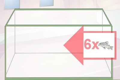 How to Care for Corydoras