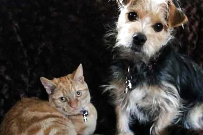 Delhi Pet Trade Fair To Introduce Wide Range Of New Products