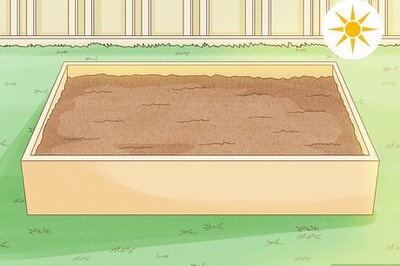 How to Grow Stock Flowers