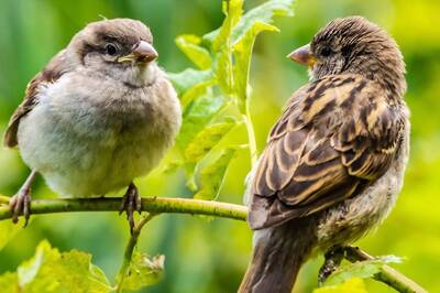 World Sparrow Day 2022: Date, Theme and Significance