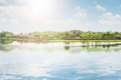 Happy World Wetlands Day 2023: Best Wishes, Images, Messages, Greetings and Quotes to Share With Your Loved Ones