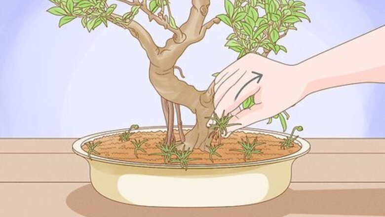 How to Prune a Bonsai Tree