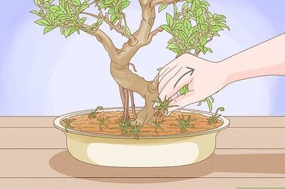 How to Prune a Bonsai Tree