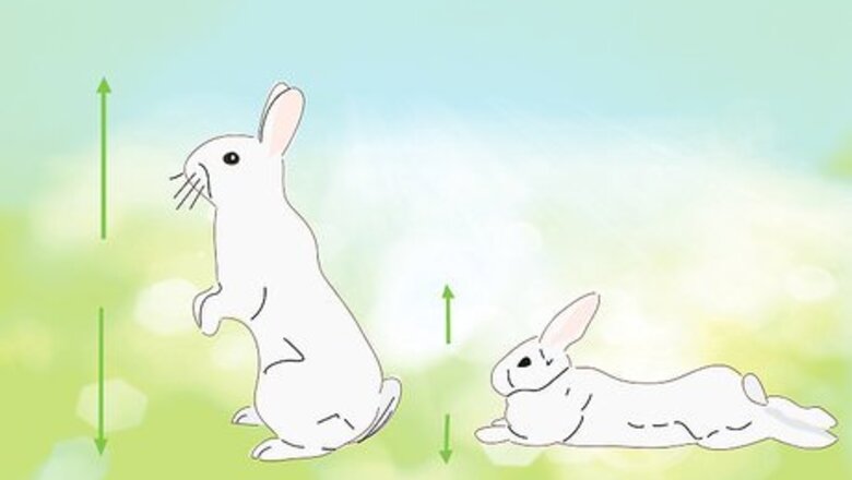 How to Address Biting and Aggressive Behavior in a Rabbit