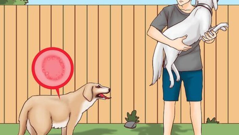 How to Prevent Ringworm in Dogs