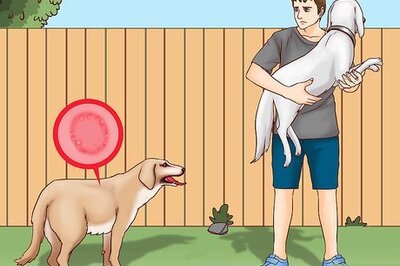 How to Prevent Ringworm in Dogs