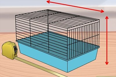How to Introduce a New Guinea Pig to a Community Cage