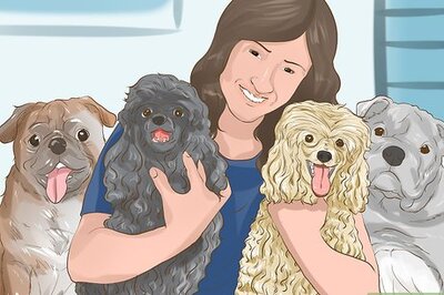 How to Choose a Poodle for Breeding