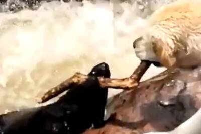Dog Saves His Furry Friend From Drowning In Spine-Chilling Video