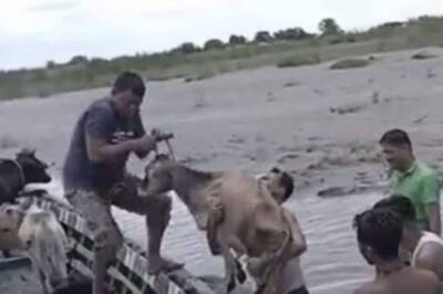 Parliamentary Panel Asks BSF to Present Detailed Plan on Cattle Rescued from Smugglers