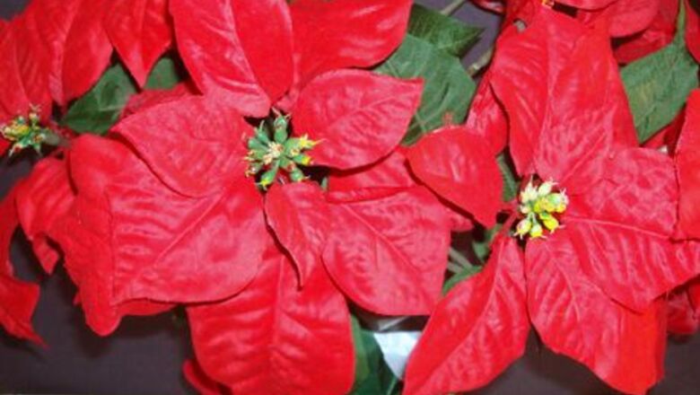 How to Paint Red Poinsettias in Watercolor