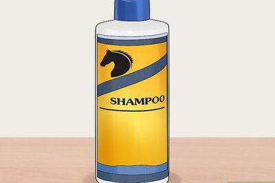 How to Groom a Miniature Horse for Show