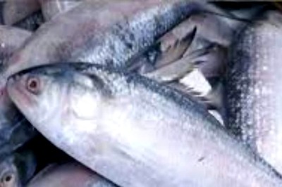'We Apologise, But We Can't': No Hilsa From Bangladesh For Bengalis in India This Durga Puja