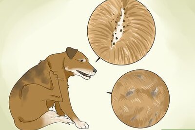 How to Treat an Allergic Reaction to Flea and Tick Preventatives