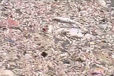 Dead fish rot at Ulsoor lake,  apathy by Bengaluru authorities