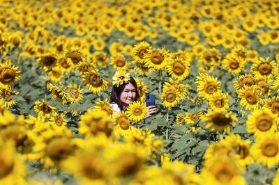 Sunflower Seeds: The Downside of This Plant Food You Don’t Know