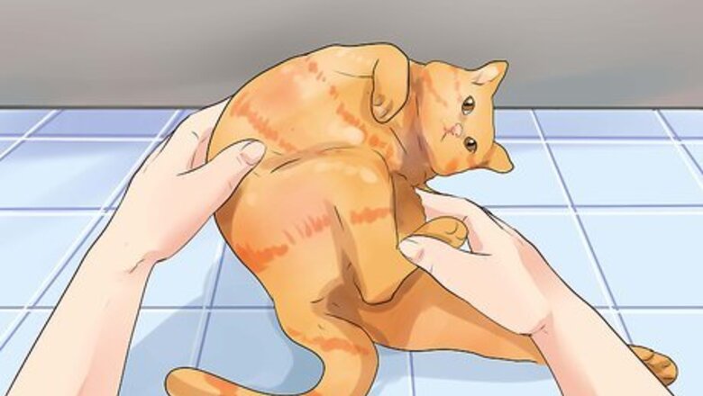 How to Prevent Cat Hairballs