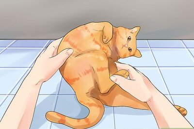 How to Prevent Cat Hairballs
