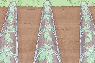 Proven Ways to Protect Crops from Heavy Rain and Water Damage