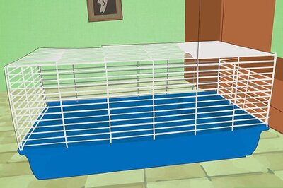 How to Care for Himalayan Rabbits