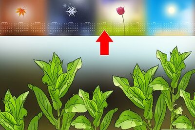 How to Plant Safflower Seeds