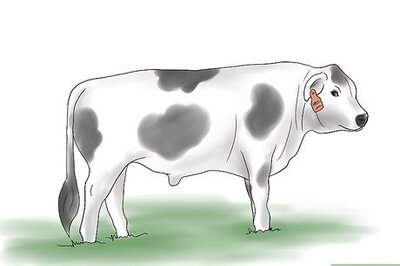 How to Breed Cows and Heifers Naturally
