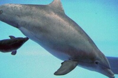 Dolphin loses trunks after rescue