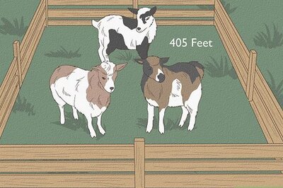 How to Raise Nigerian Dwarf Goats