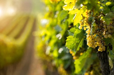 Taittinger's New Sparkling Wine Will be Made in England