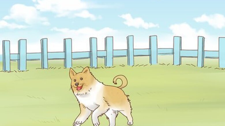 How to Identify a Shetland Sheepdog