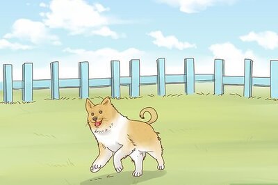 How to Identify a Shetland Sheepdog