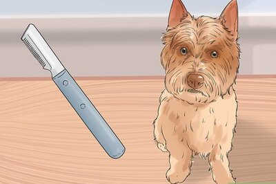 How to Groom a Cairn Terrier