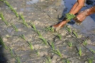 Heavy rains threaten paddy, cotton crops in Punjab