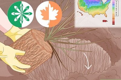 How to Plant Hydrangeas in the Ground or in Containers