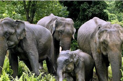 Tamil Nadu Sees Record Increase in Elephant Population in Six Years, Census Report Shows