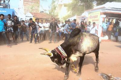Alanganallur Jallikattu Winner Can Drive Away Car