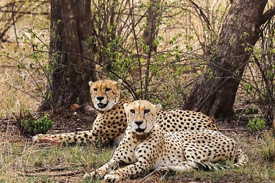 Inter-State Cheetah Conservation Complex to Come Up In Kuno-Gandhi Sagar Landscape, Covering MP, Rajasthan, UP